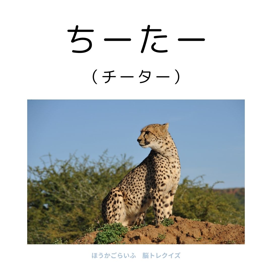 高齢者向け（無料）言葉の並び替えで脳トレしよう！文字（ひらがな）を並び替える簡単なゲーム【動物の名前】健康寿命を延ばす鍵